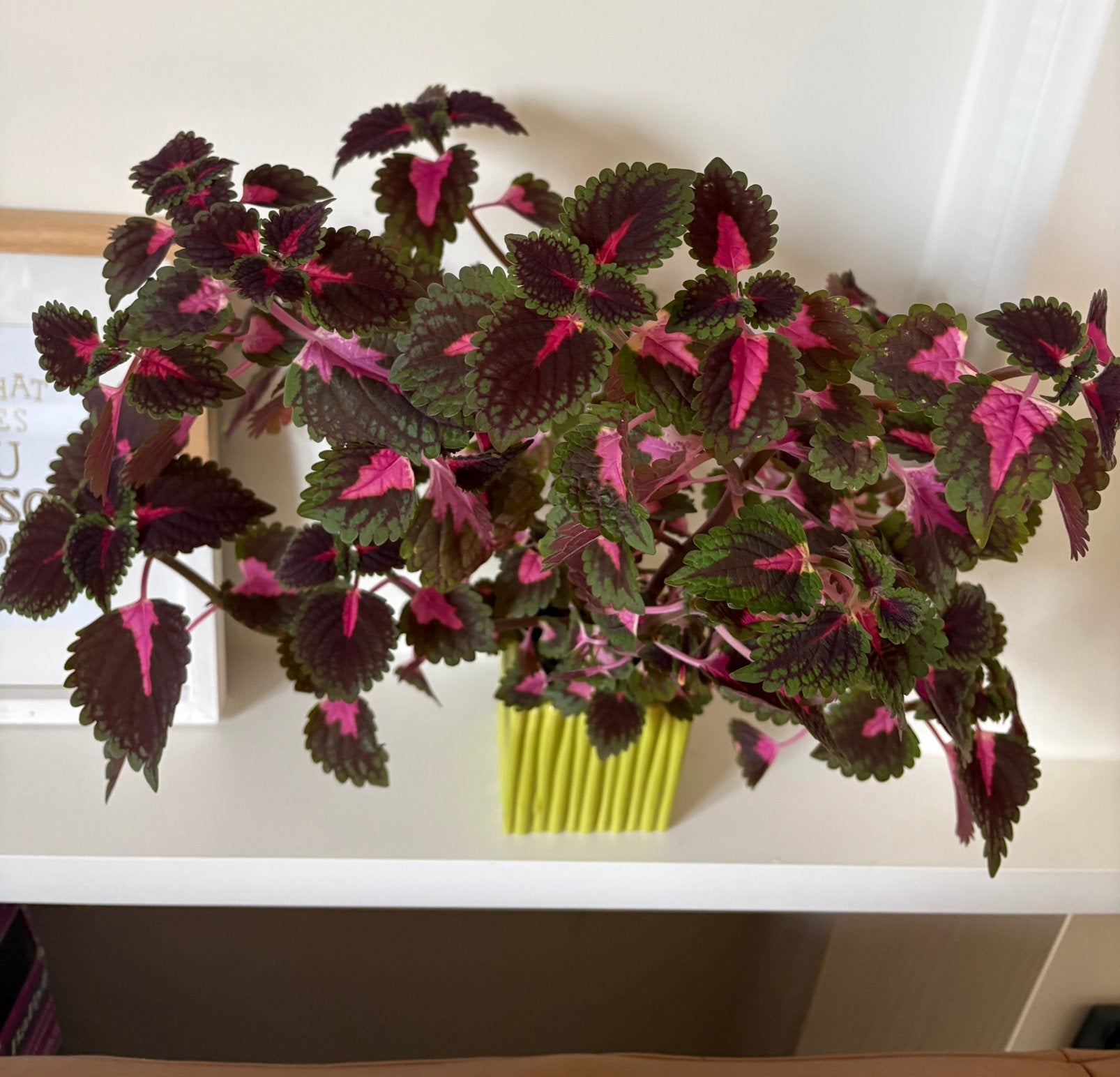 Siernetel plant met pot, Maison & Meubles, Enlèvement, Autres espèces, En pot, Moins de 100 cm