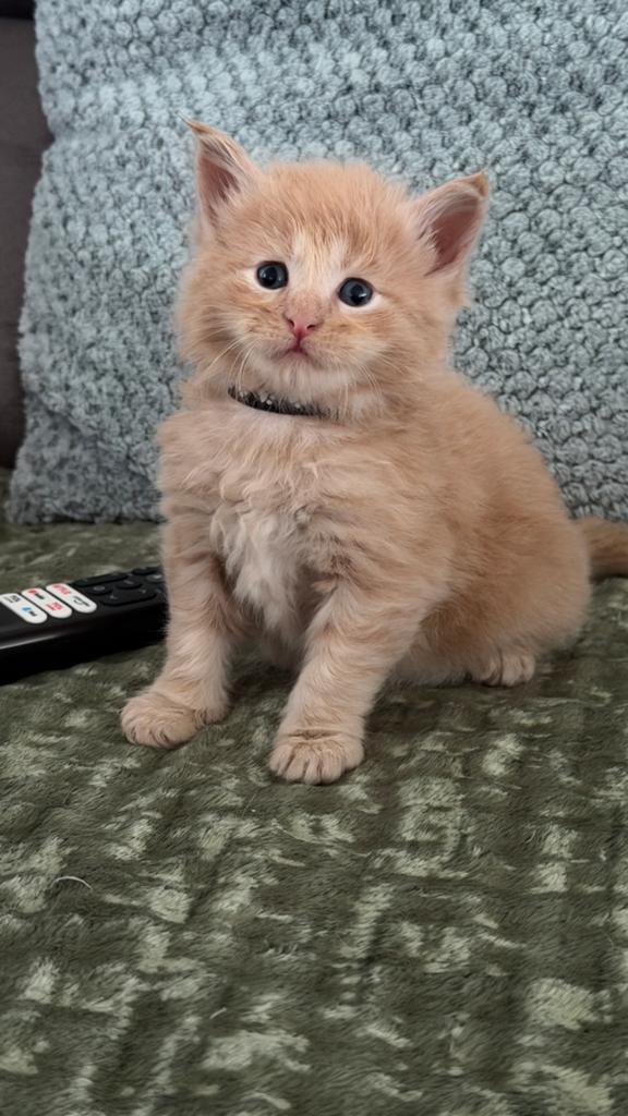 Prachtige Maine Coon kittens, Sexe inconnu, Vermifugé, 0 à 2 ans