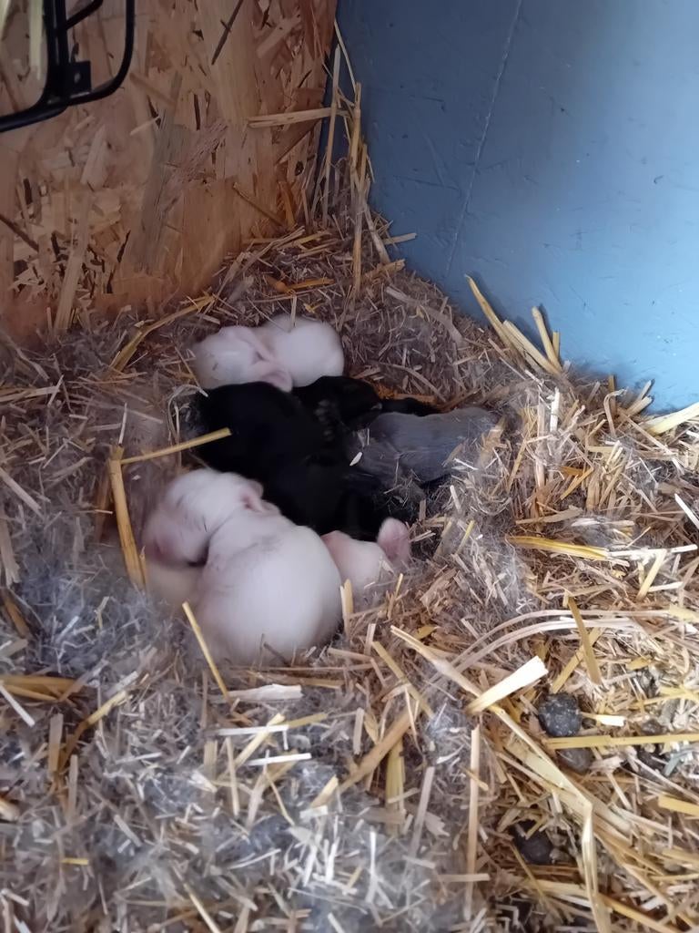 Nieuw nestje Franse hangoortjes, Dieren en Toebehoren, Konijnen, Geslacht onbekend, Groot, Hangoor, 0 tot 2 jaar