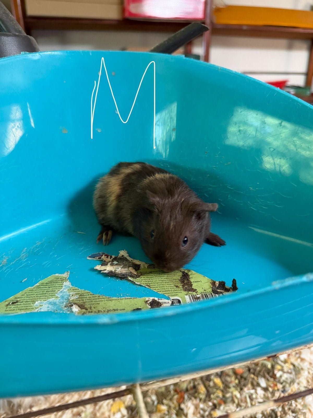 Cavia’s, Dieren en Toebehoren, Knaagdieren, Cavia, Mei, Meerdere dieren, Tam