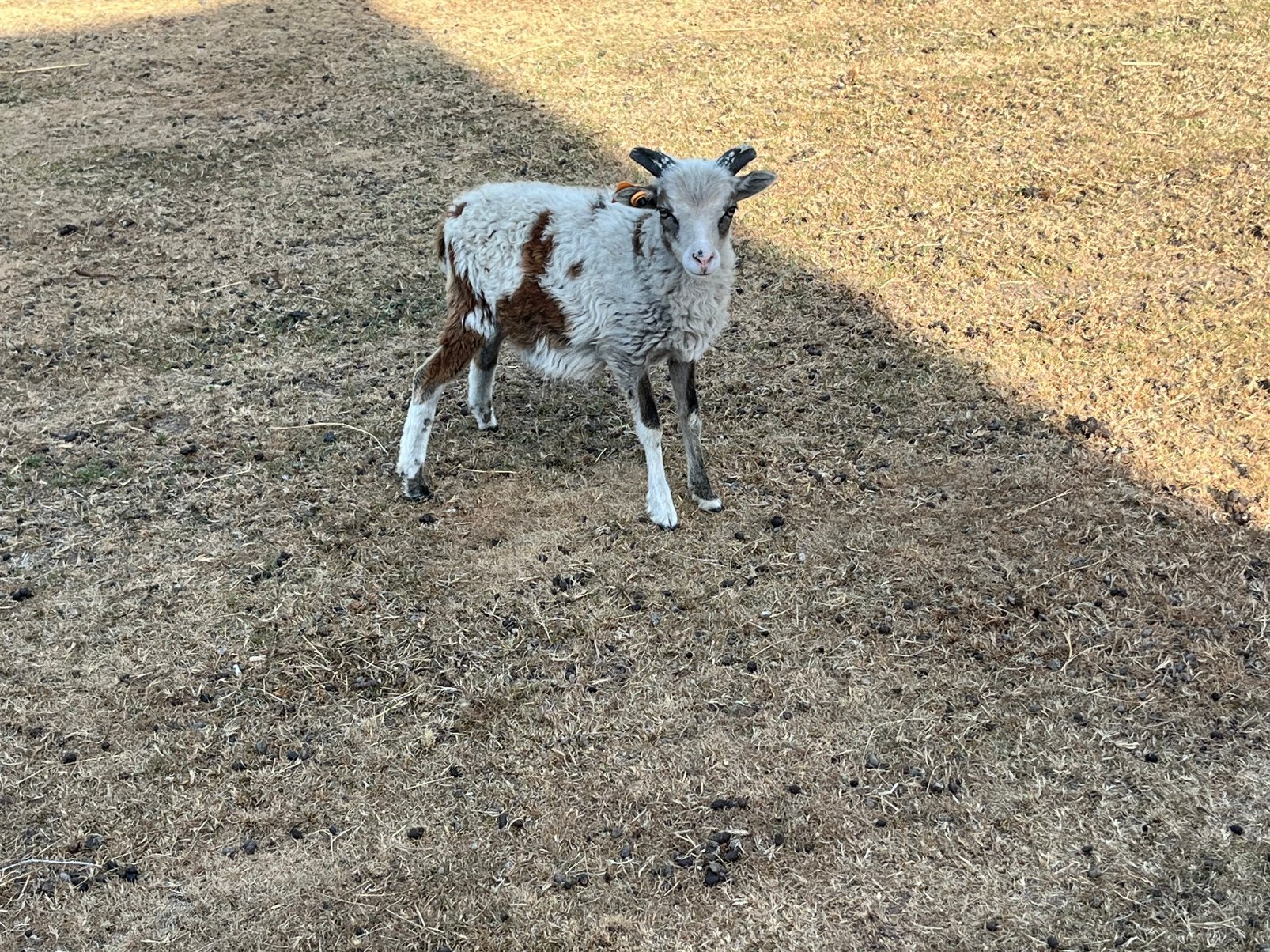 Soay lammeren, Mannelijk, Schaap, 0 tot 2 jaar