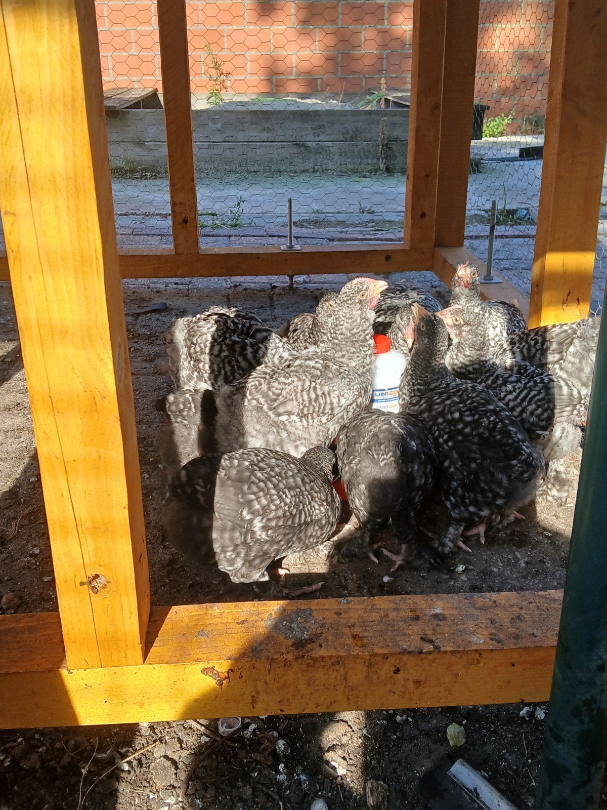 mechelse koekkoek hanen, Dieren en Toebehoren
