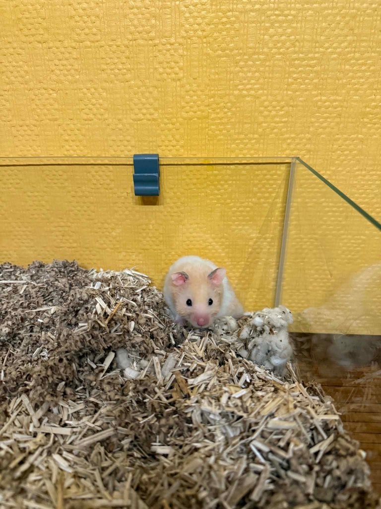 Hamster doré avec grande cage sur 2 étages, Hamster, Mâle, Mars, Domestique