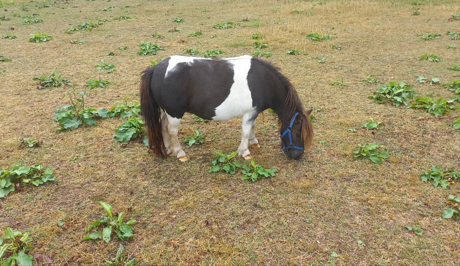 DRACHTIGE ZWARTBONTE MERRIE., Dieren en Toebehoren, Merrie