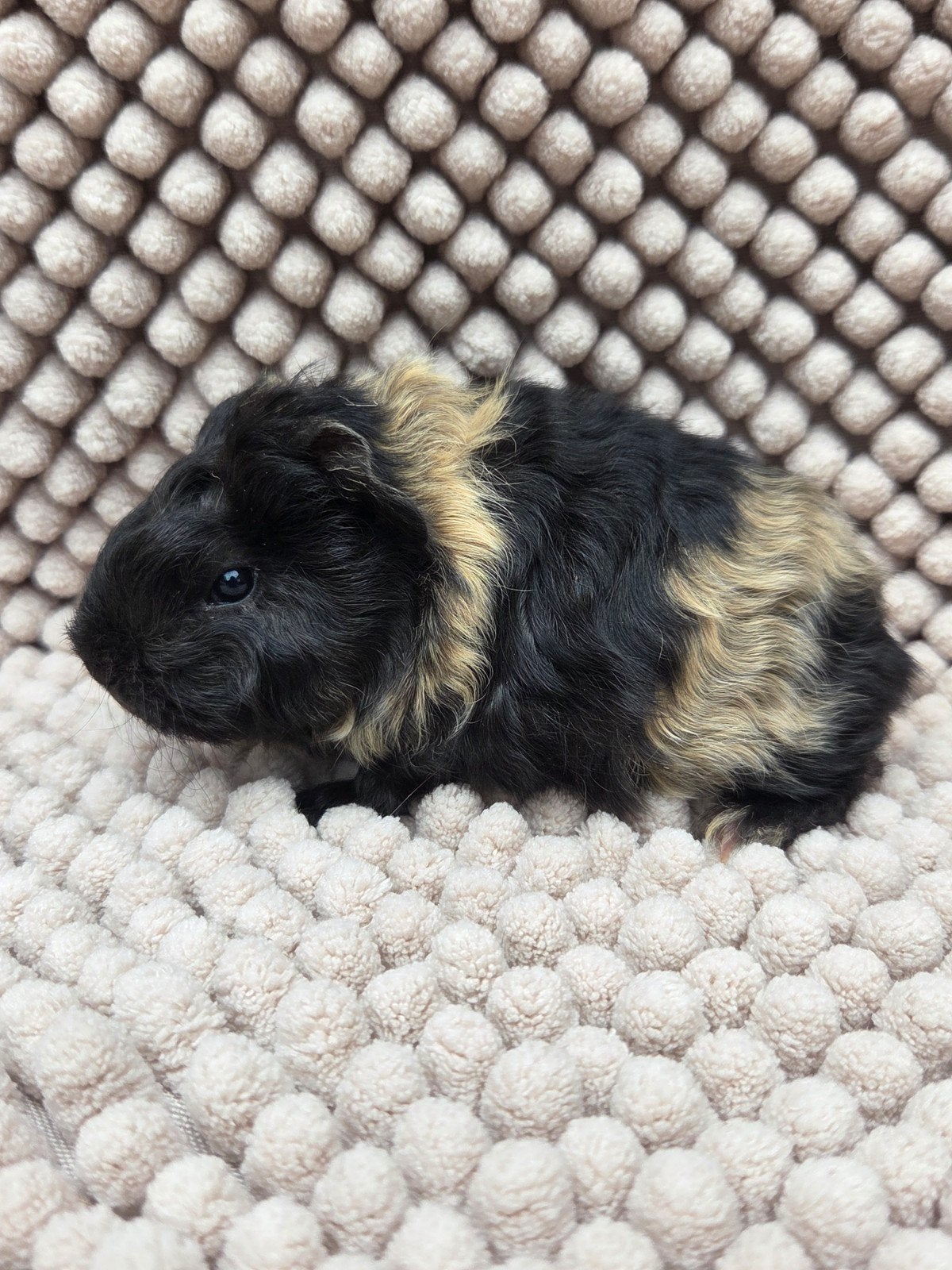 nederland jong cavia beertje, Dieren en Toebehoren, Knaagdieren, Mannelijk, Cavia, Juli, Tam