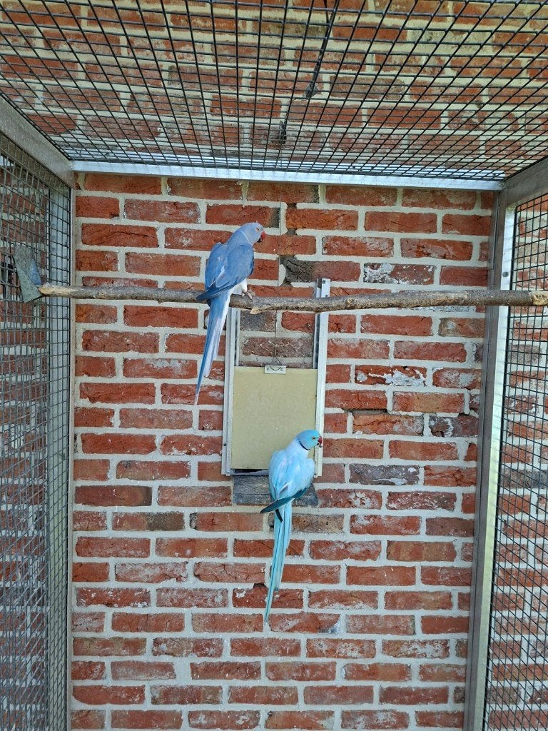 Halsband parkieten, Meerdere dieren, Parkiet, Geringd