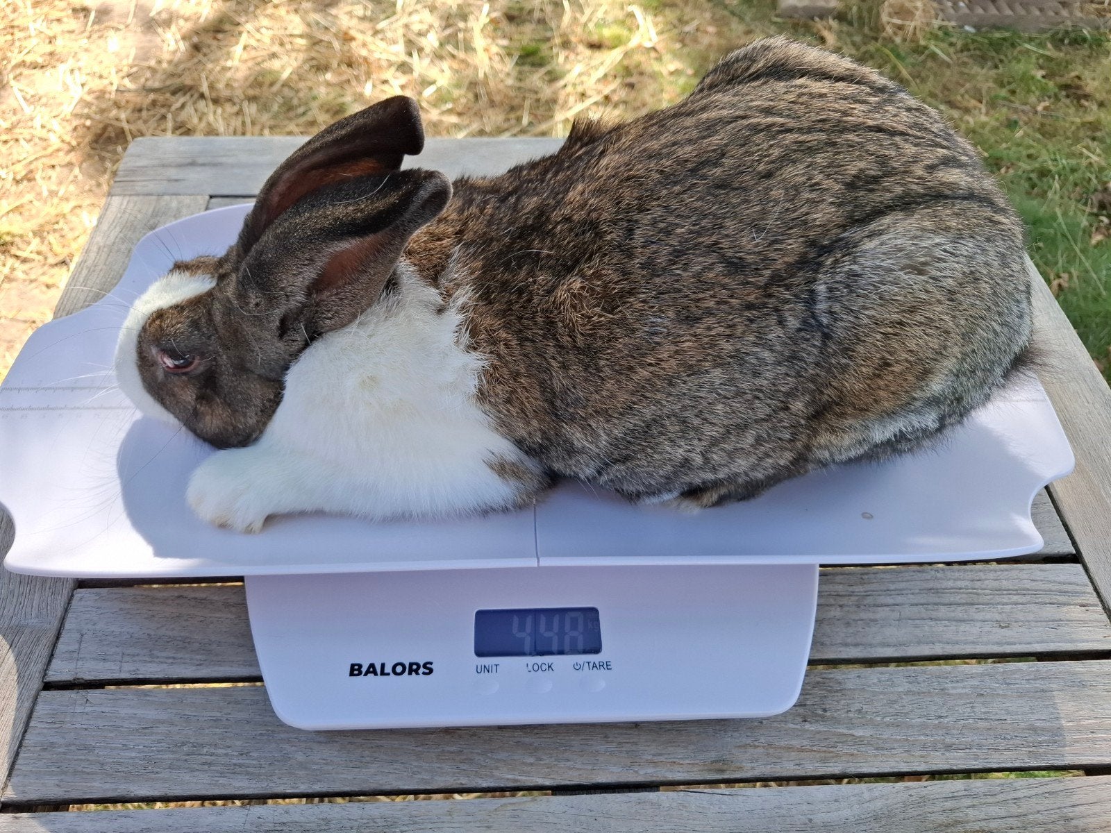 4 rammelaars vlees/slacht konijnen, Enlèvement