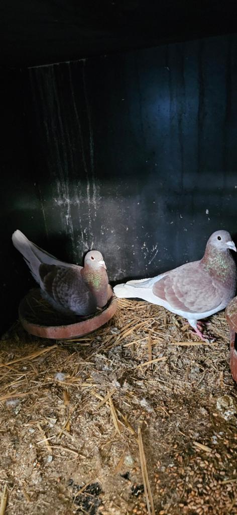 3 koppels ongeringde postduif koppels voor 50 euro samen, Dieren en Toebehoren, Vogels | Duiven, Postduif