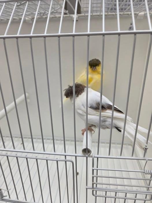 Canaris Closters, Plusieurs animaux, Canari de posture
