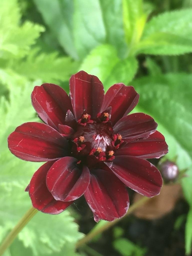 Grote potten chocolade cosmos, ruikt overheerlijk, Tuin en Terras, Planten | Tuinplanten, Volle zon, Vaste plant, Zomer, Ophalen