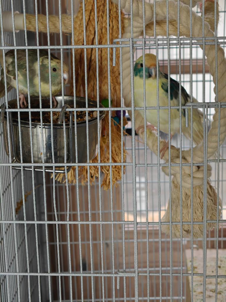 Bewezen koppel kakariki's te koop, Animaux & Accessoires, Oiseaux | Perruches & Perroquets, Perruche, Plusieurs animaux, Bagué