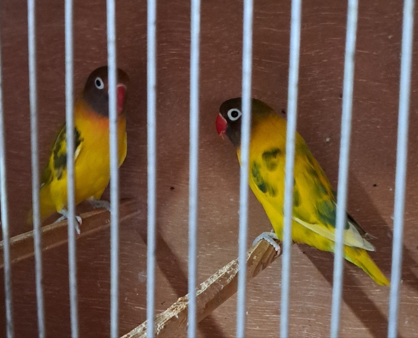 Personata's groenbont mannen, Geringd