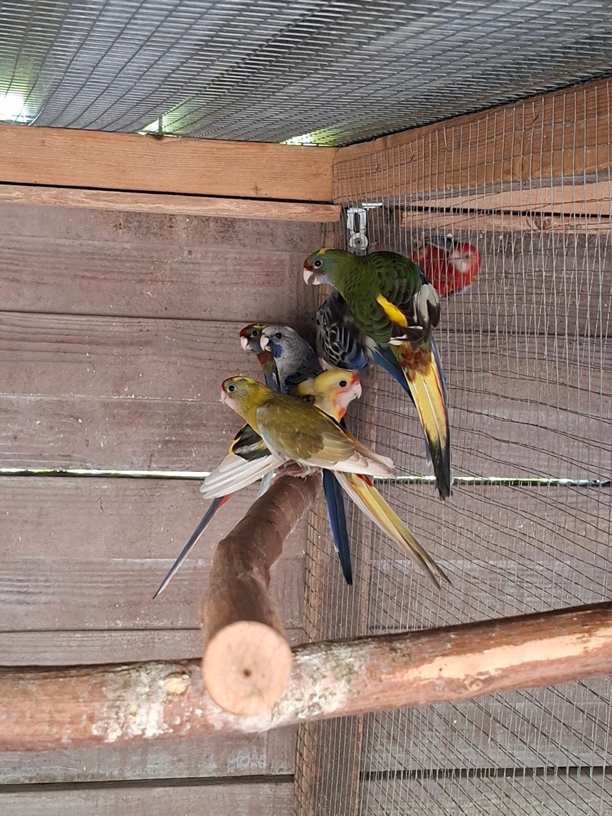 rosella's en pennanten, Bagué