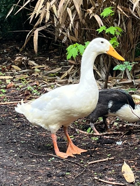 Indische loopeend woerd/mannetje wit, Dieren en Toebehoren, Mannelijk, Eend