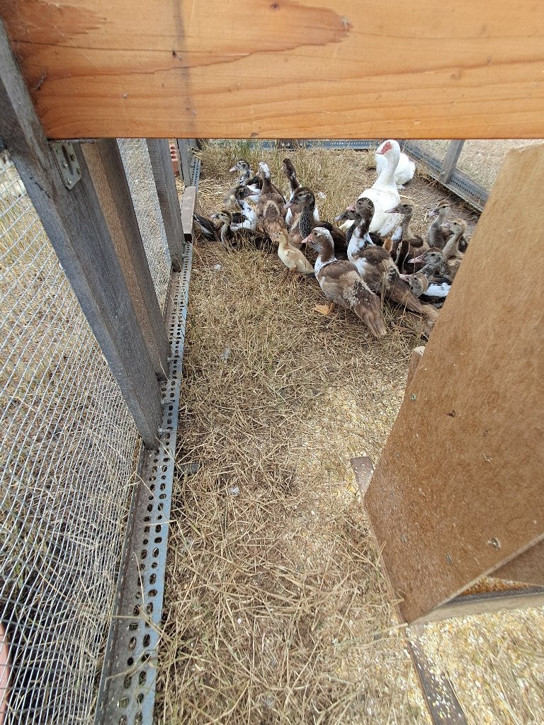 Barbarie eenden  te koop, Dieren en Toebehoren, Pluimvee, Meerdere dieren, Eend