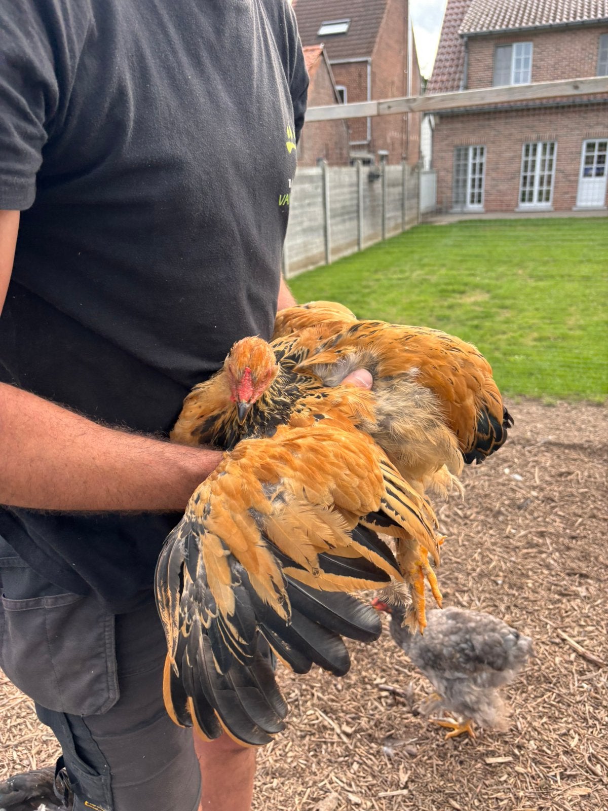 Brahma haan - groothoender, Mâle, Poule ou poulet