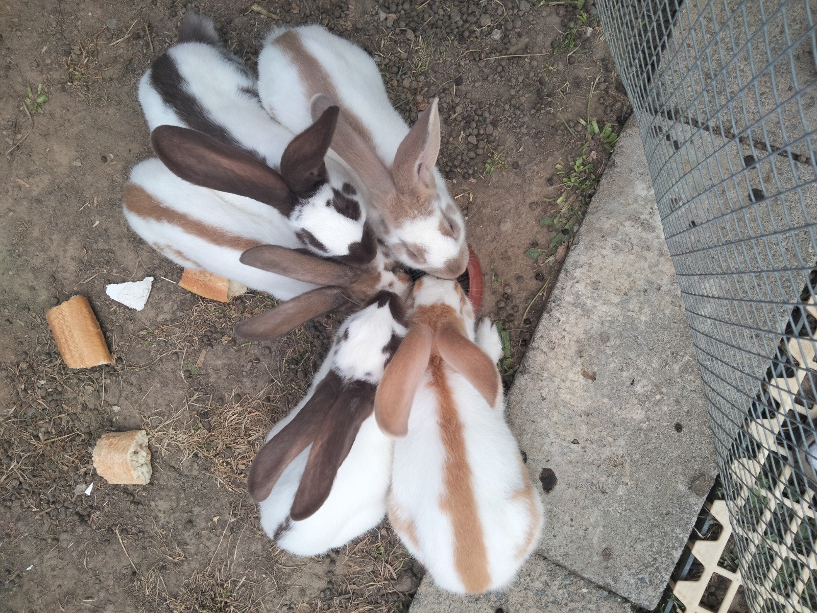 Superbes papillons géants, Plusieurs animaux