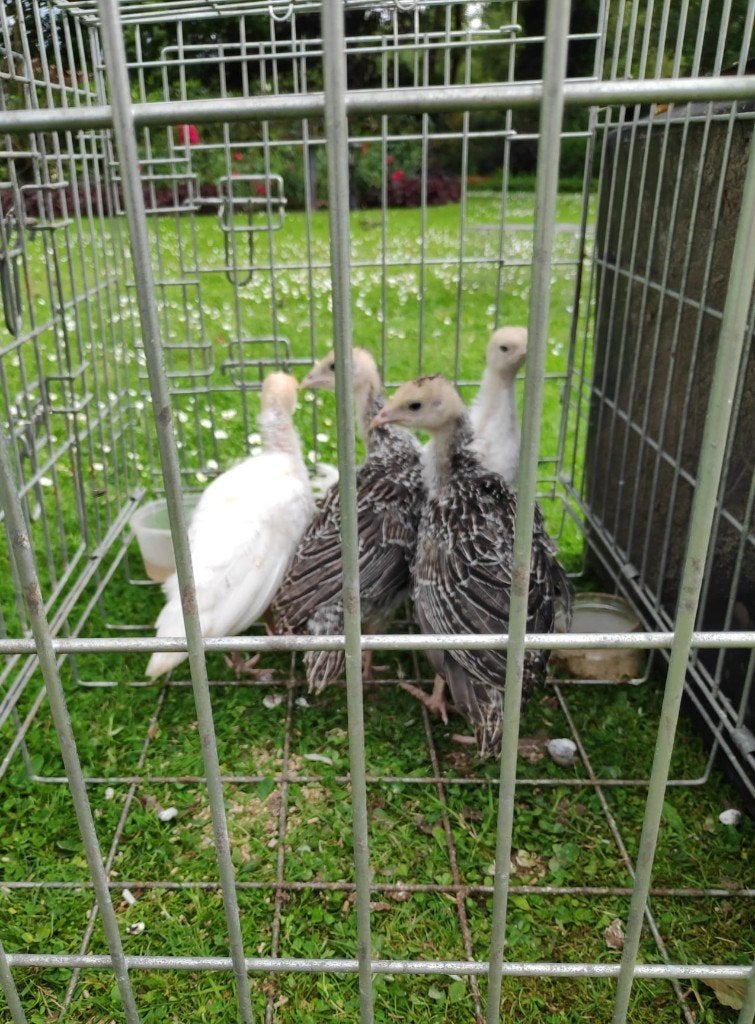 Kalkoenen kuikens Ronquère, Animaux & Accessoires, Volatiles, Dinde