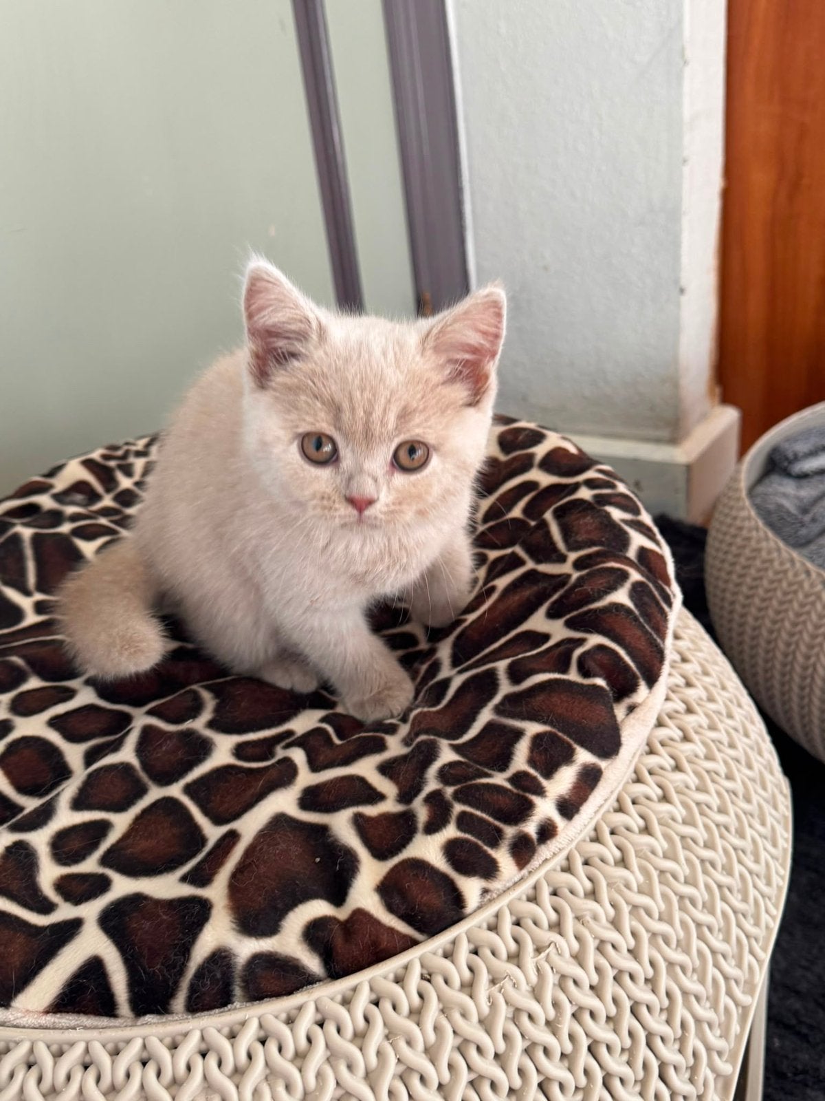 Brits korthaar, Dieren en Toebehoren, Katten en Kittens | Raskatten | Korthaar, Meerdere dieren, Met stamboom, 0 tot 2 jaar