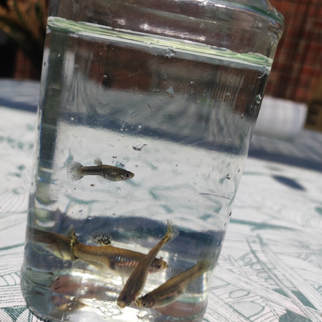 Guppy's, Dieren en Toebehoren, Vissen | Aquariumvissen