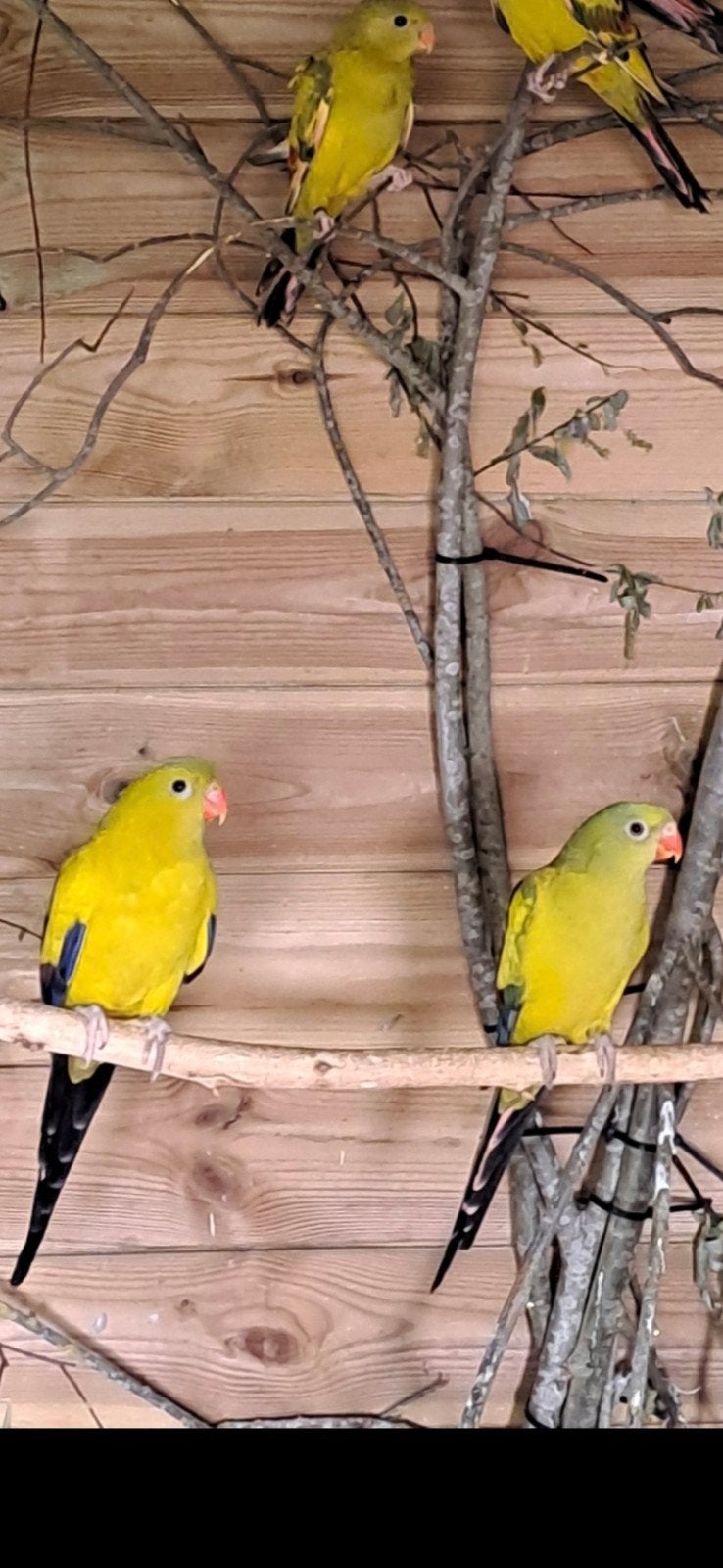 Bergparkieten te koop verschillende mutaties, Dieren en Toebehoren