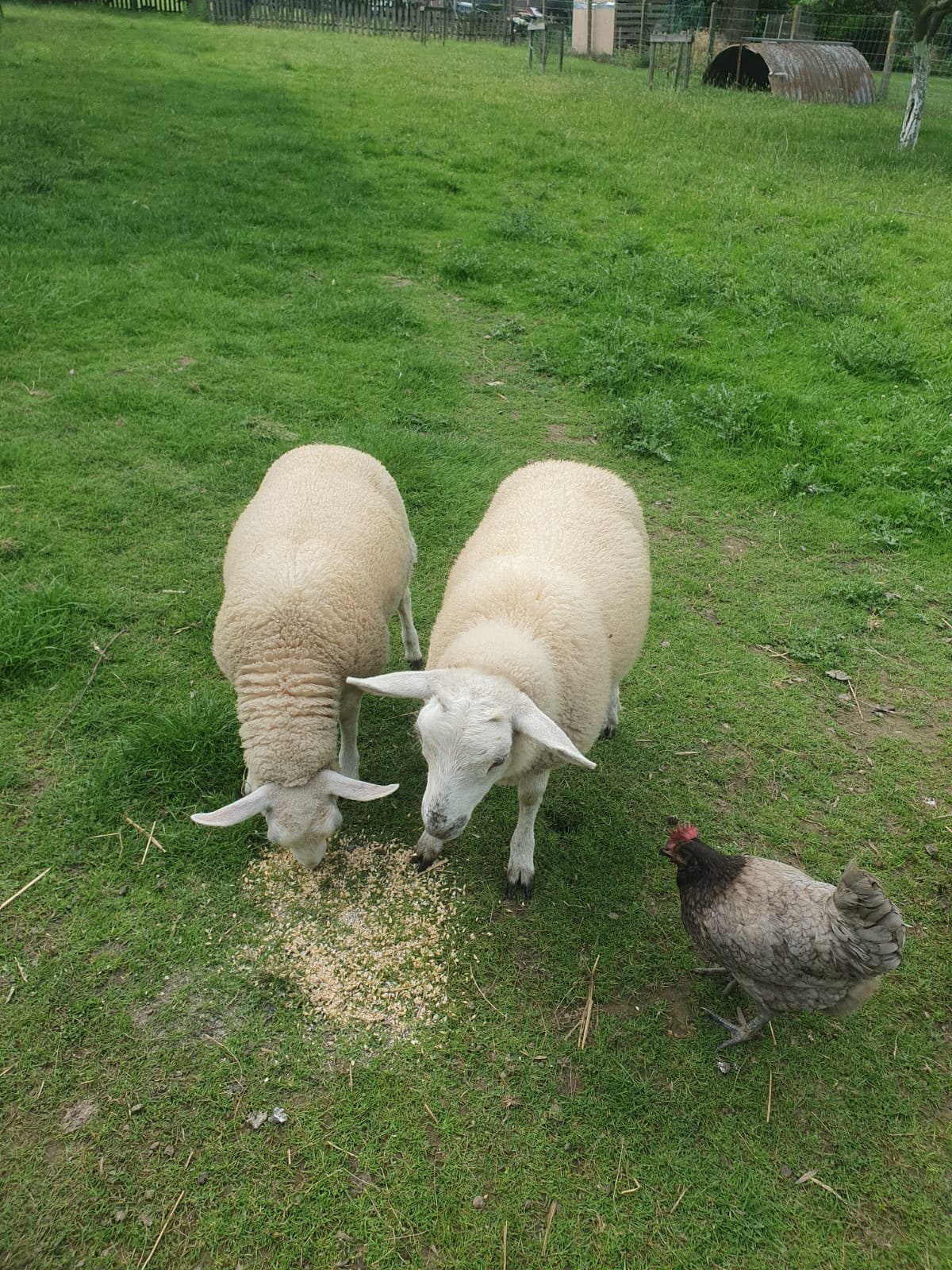 4 femelles et 1 male texel, Mâle