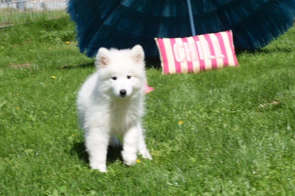 Samojeed pups, Dieren en Toebehoren, Honden | Poolhonden, Keeshonden en Oertypen, België, 15 weken tot 1 jaar, Overige rassen