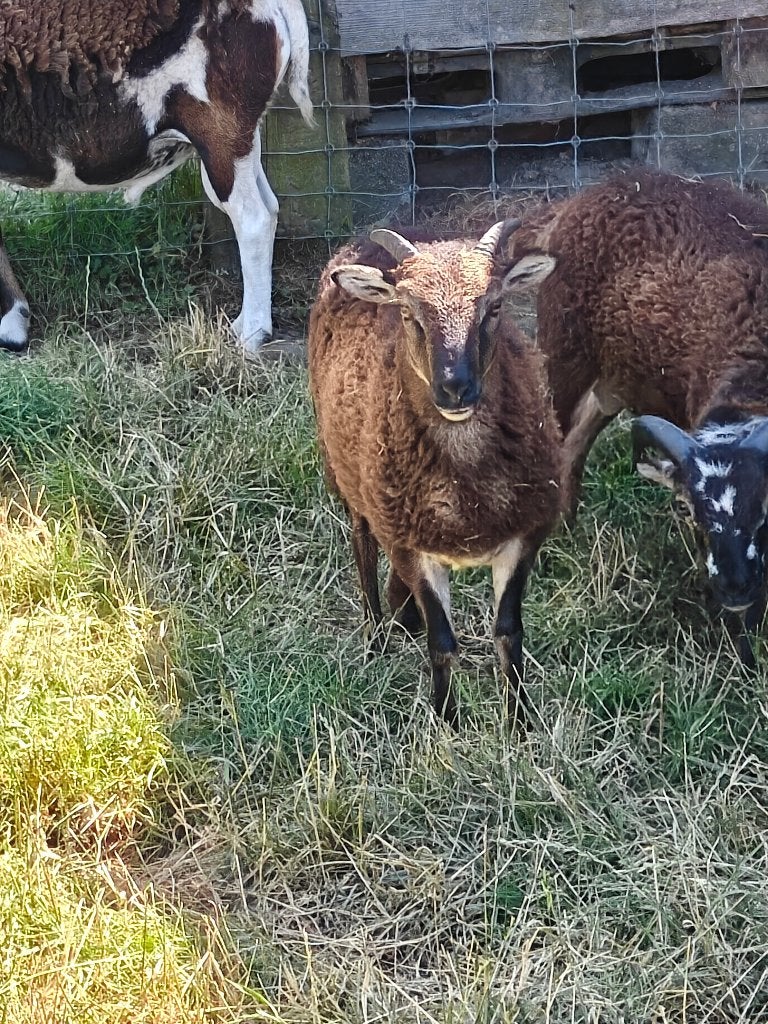 Moutons au soja, Plusieurs animaux, Mouton, 0 à 2 ans