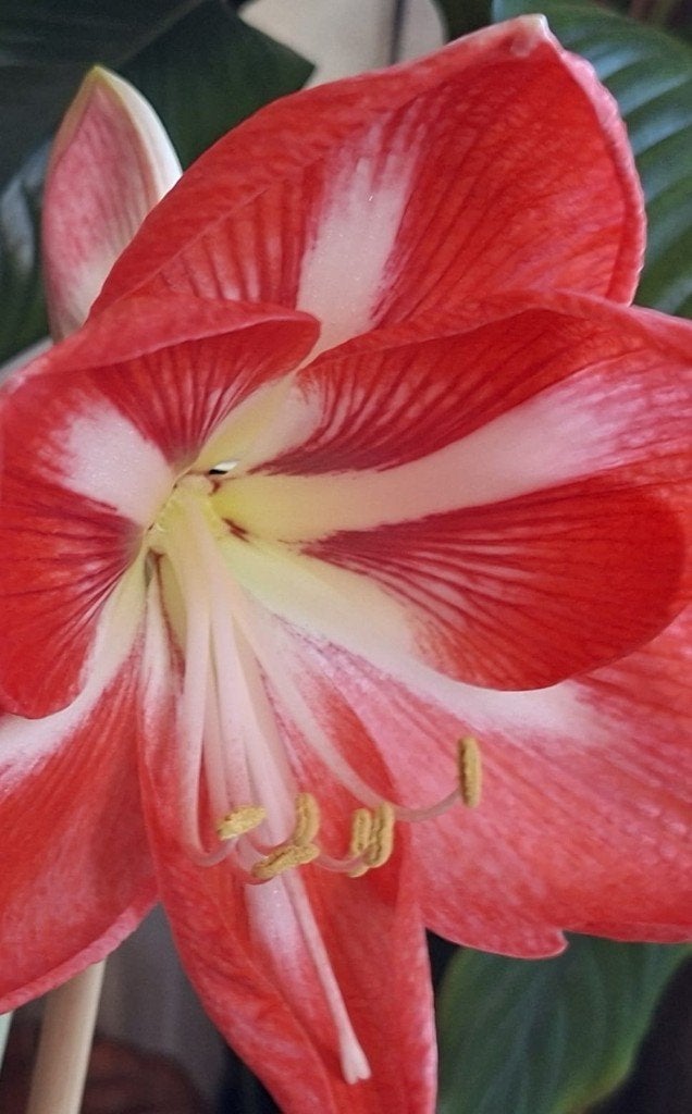 Ontspannende yoni massage, Ophalen