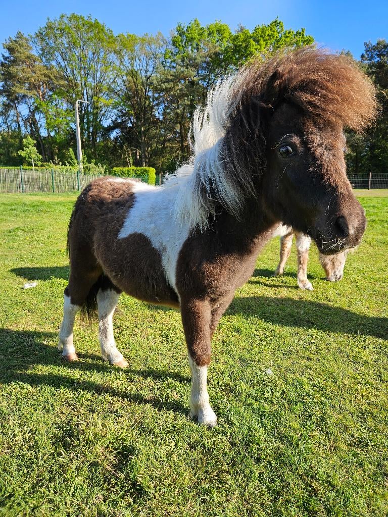 Zwartbont minipaard merrie, Dieren en Toebehoren, Merrie, Met stamboom, 0 tot 2 jaar, A pony (tot 1.17m)