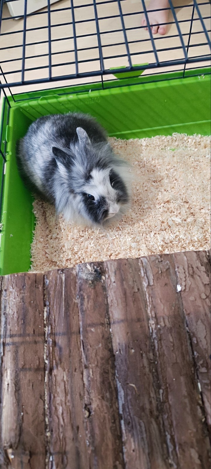 Konijn met binnenverblijf, Animaux & Accessoires, Rongeurs, Mâle, Autres types, Juillet, Domestique