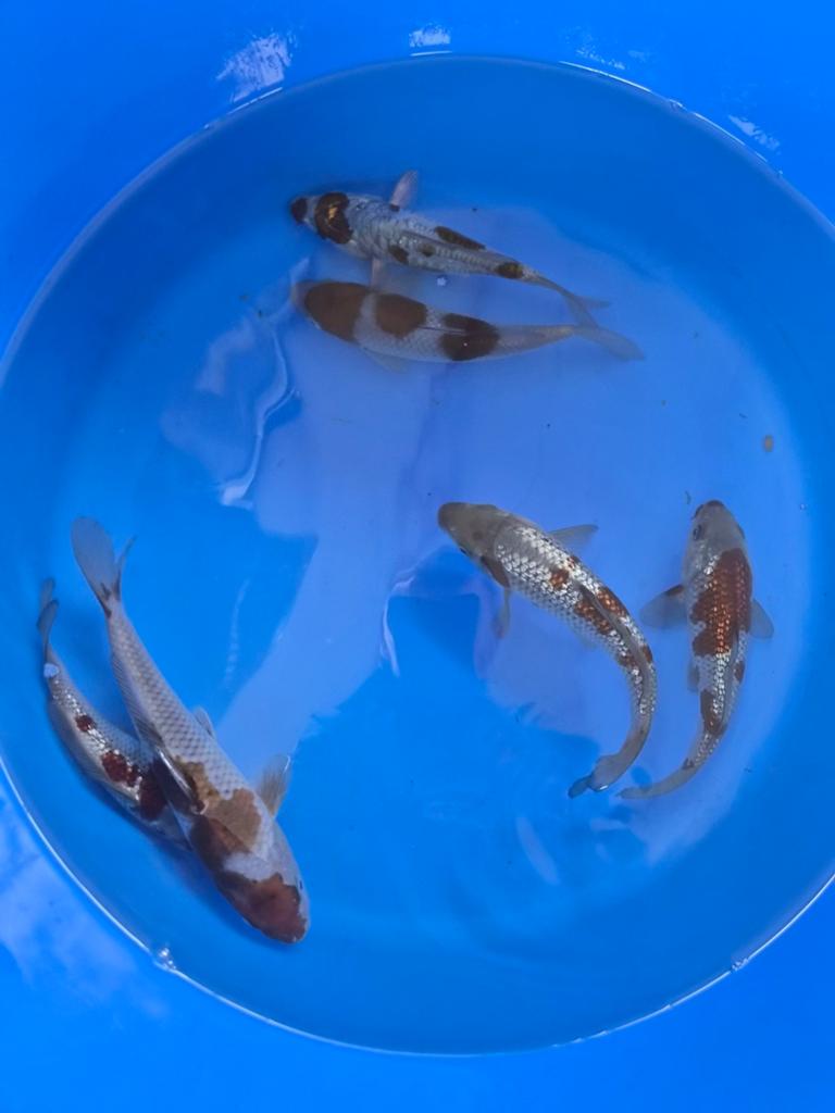 Diverse tosai Kase Marusei en Conias, Dieren en Toebehoren, Vissen | Vijvervissen