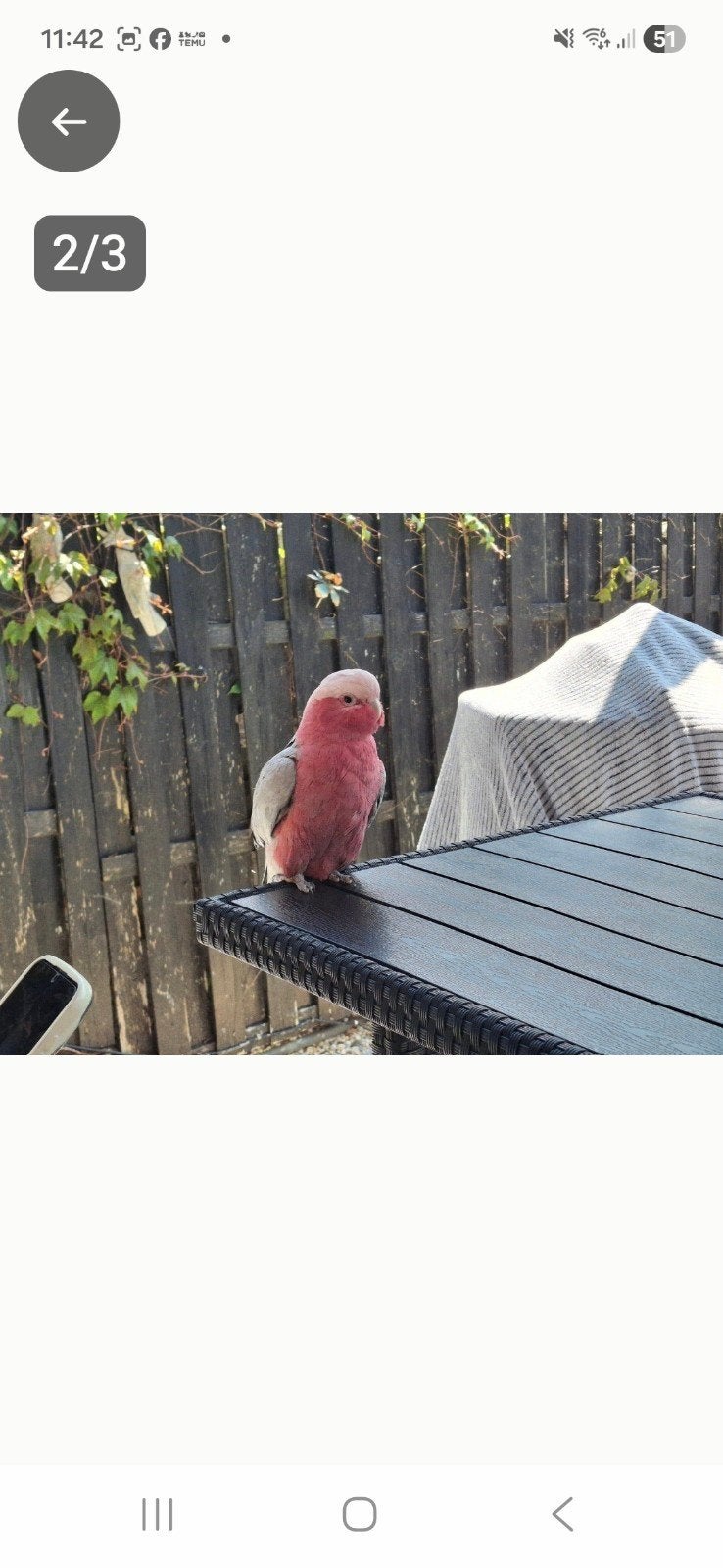 heel mooie lieve kaketoe is 13 jaar, Dieren en Toebehoren