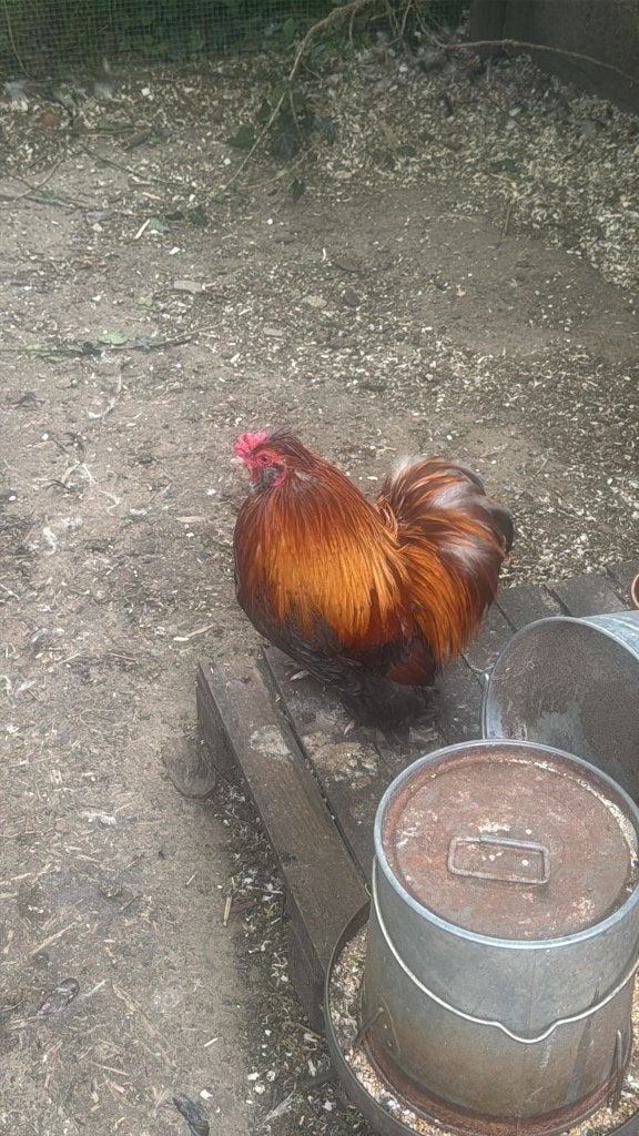 Haantjes, Dieren en Toebehoren, Pluimvee, Mannelijk, Kip