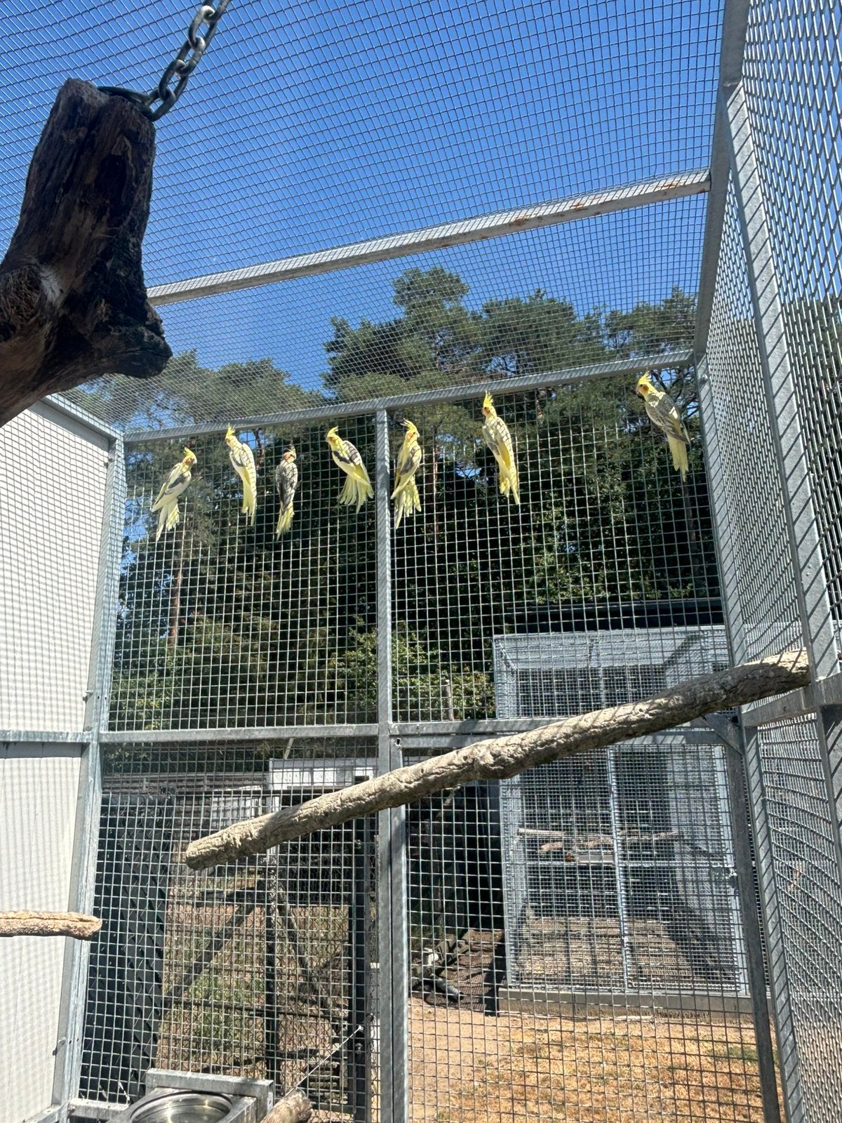 Valkparkieten jongen van dit jaar, Dieren en Toebehoren, Vogels | Parkieten en Papegaaien, Geringd