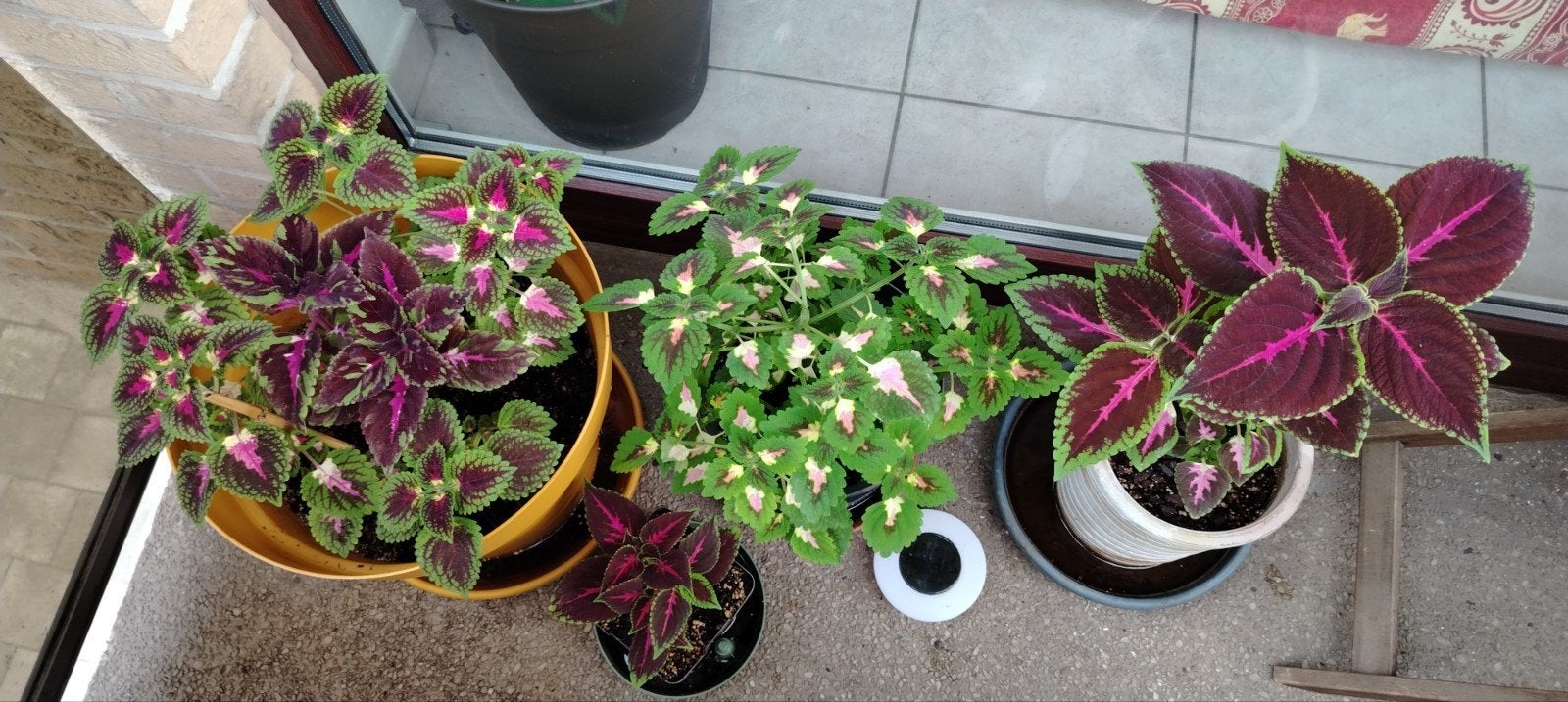 Plantes - boutures _ jeunes Coleus en pot., Enlèvement ou Envoi, Mi-ombre