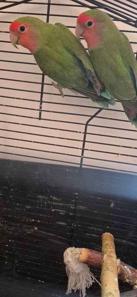Koppel agaponis, Dieren en Toebehoren, Vogels | Parkieten en Papegaaien, Meerdere dieren, Dwergpapegaai of Agapornis, Geringd