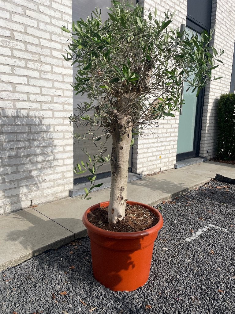 Olijfboom, 100 tot 250 cm, Olijfboom, Zomer, Ophalen