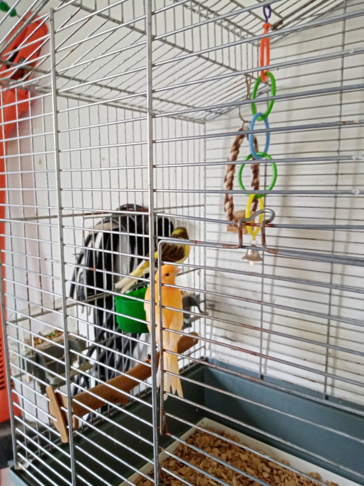 2 kanarie poppen 20 euro, Dieren en Toebehoren