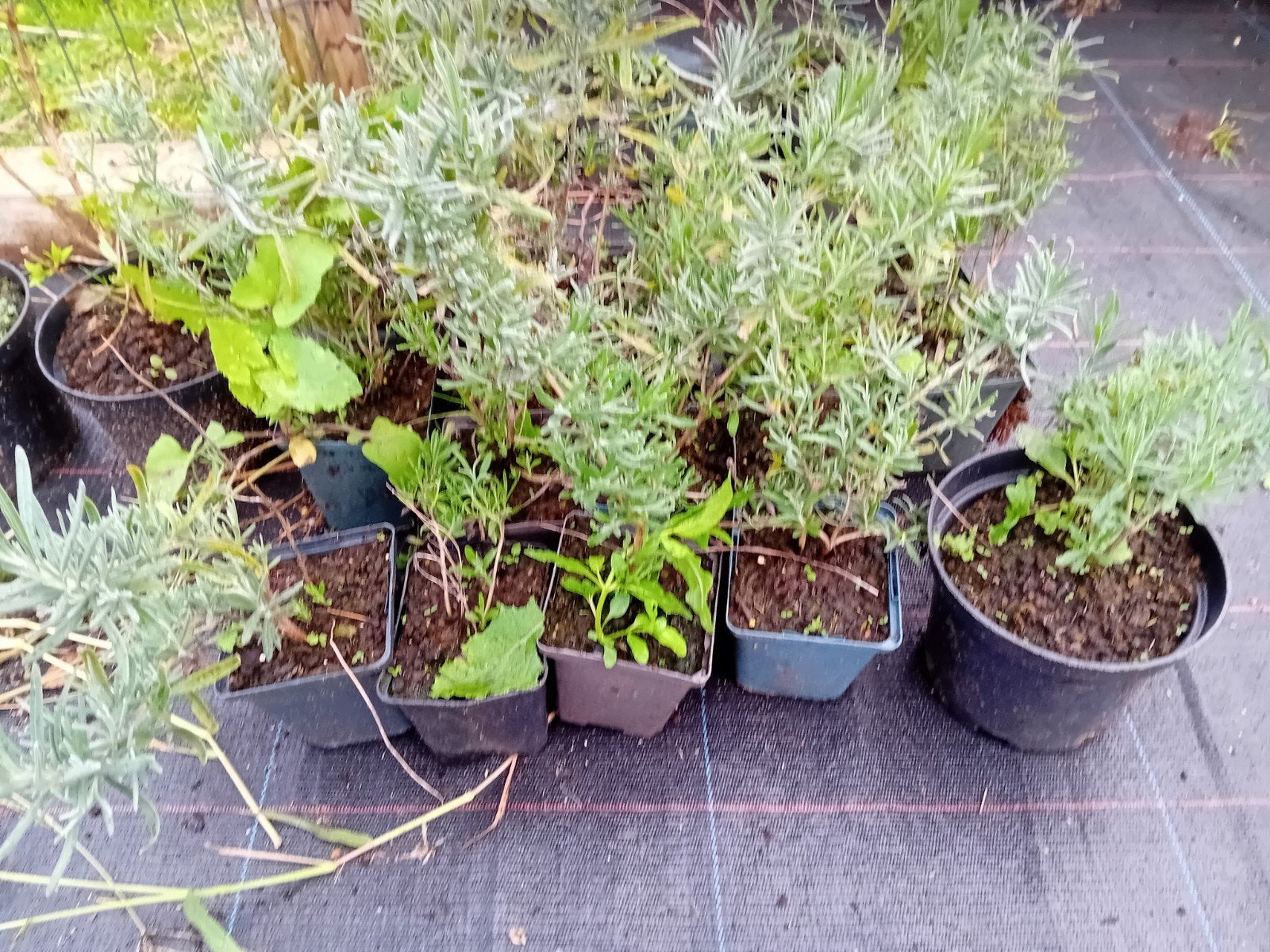 restpartij lavendel, Tuin en Terras, Ophalen