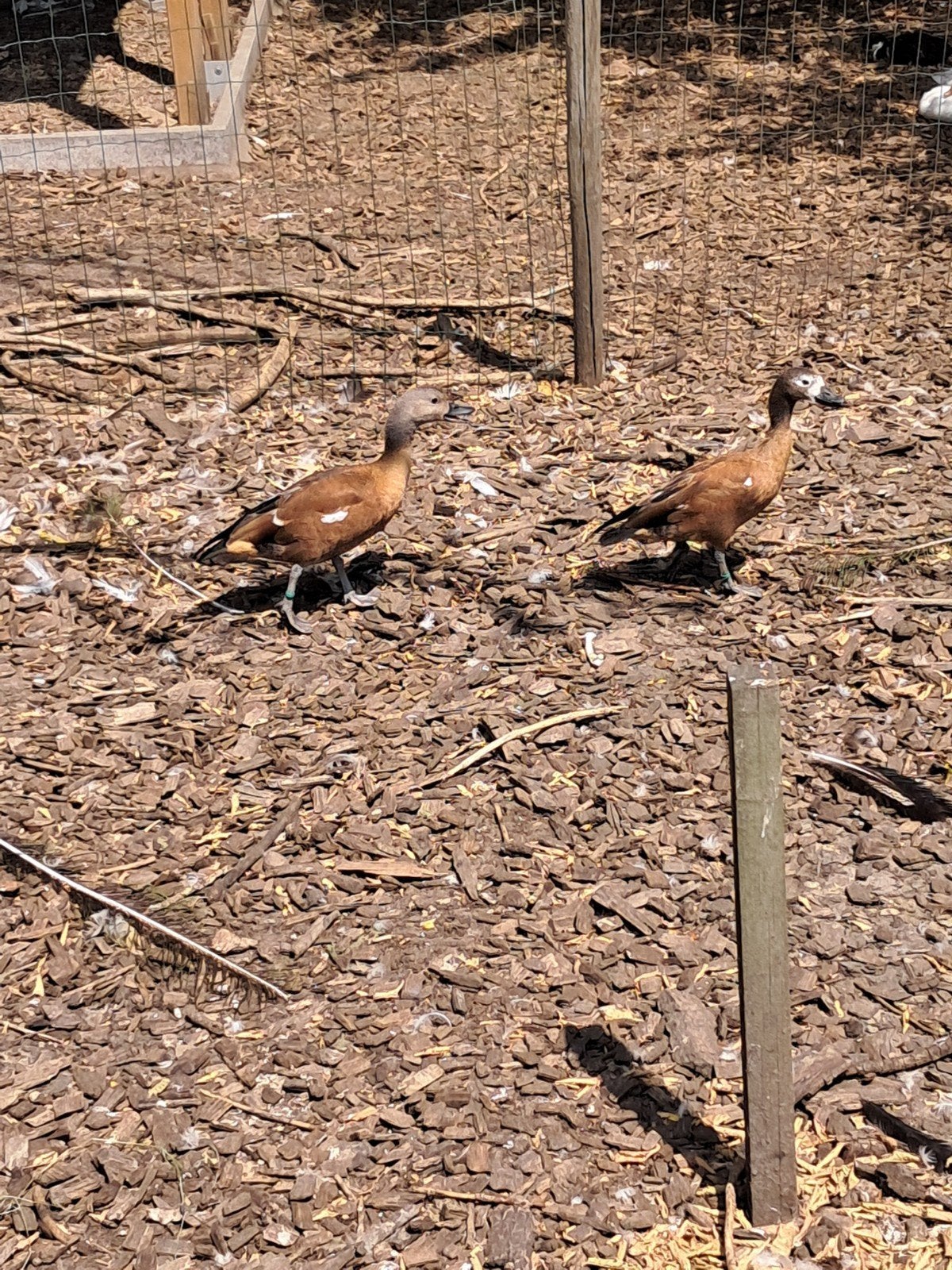 Koppel grijskop casarca's, Dieren en Toebehoren, Pluimvee, Meerdere dieren, Eend