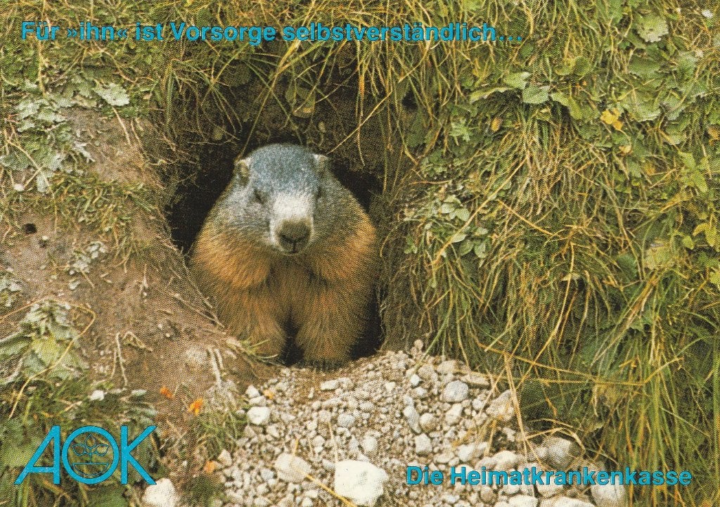MARMOT, Enlèvement ou Envoi, Non affranchie, Rongeur