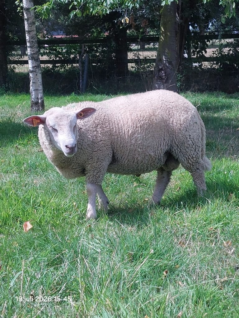 2 rammen te koop, Mâle, Mouton, 0 à 2 ans