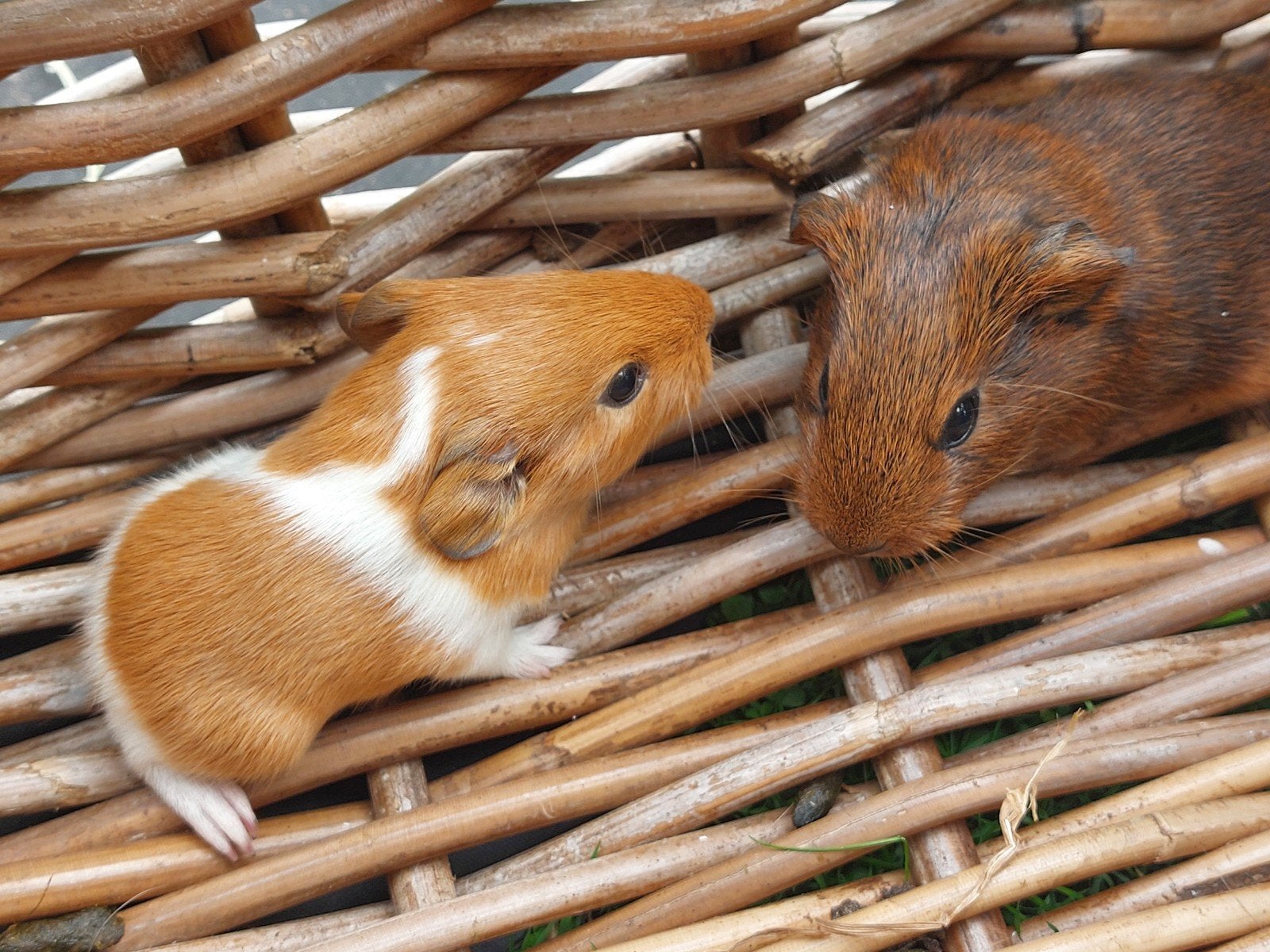 4 baby cavia's 2 jongens en 2 meisjes, September, Cavia