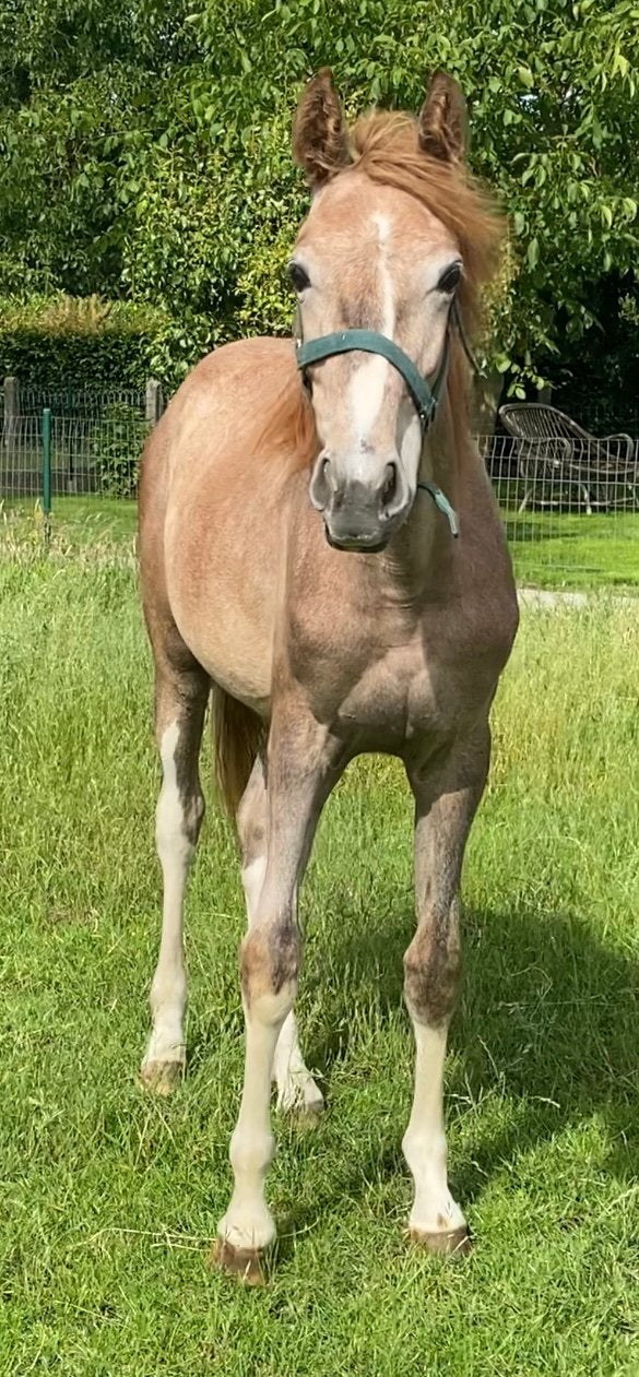 Prachtige jaarling Zangersheide, Dieren en Toebehoren, Paarden, Merrie, Z, 0 tot 2 jaar, Springpaard, Met stamboom, Gechipt, Ontwormd