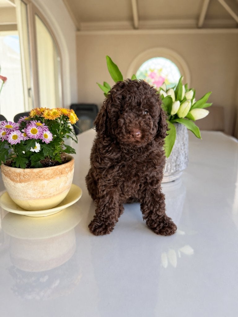 Mooie maltipoo F1b pups (maltipoo x poedel), Poedel, België, CDV (hondenziekte), 8 tot 15 weken