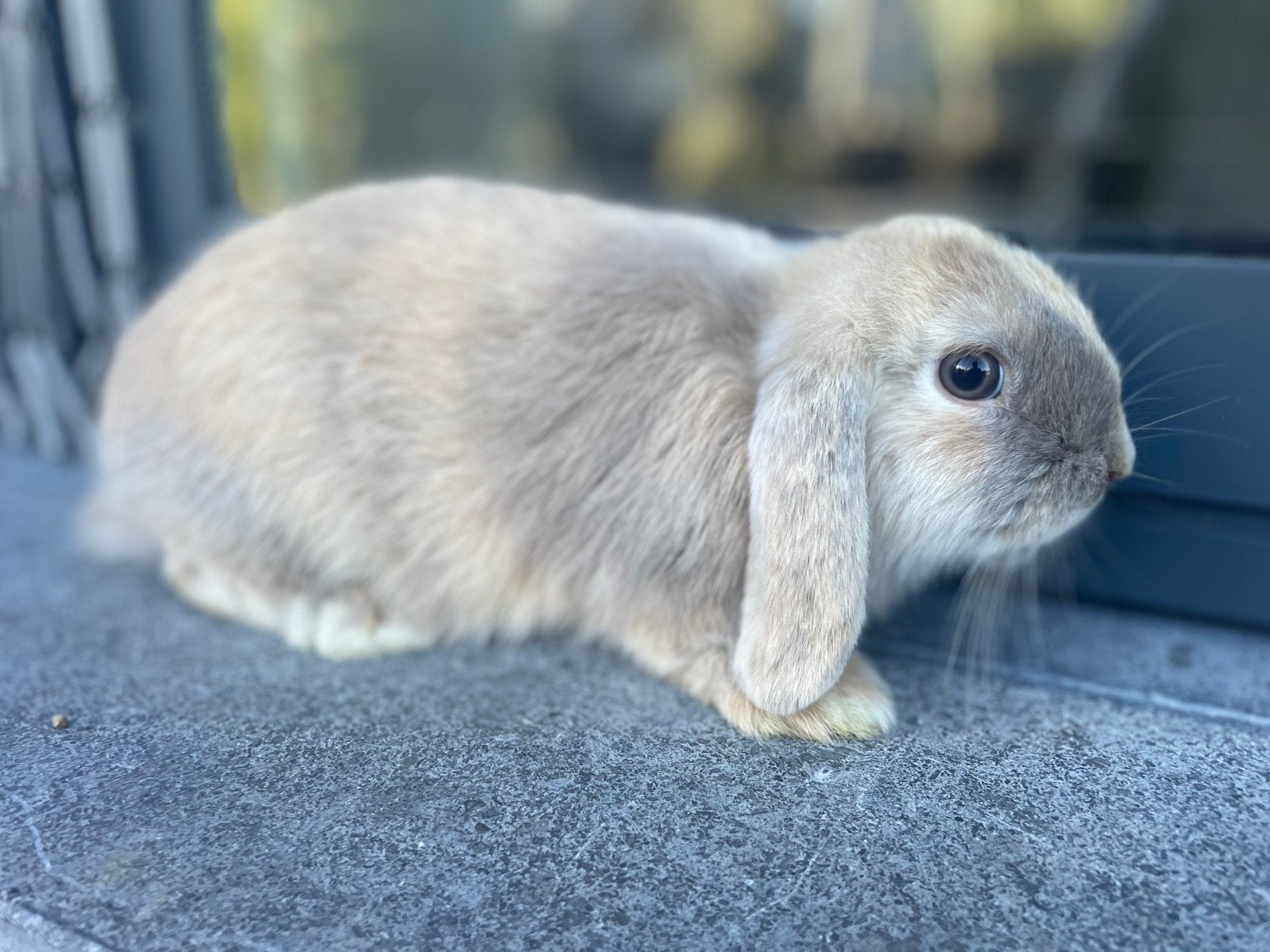 Minilop konijntje, Dieren en Toebehoren