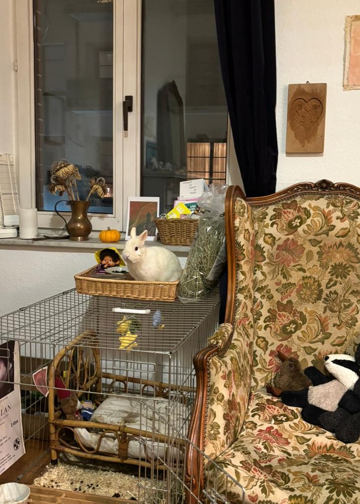 Cage pliable pour chien, Enlèvement, Utilisé