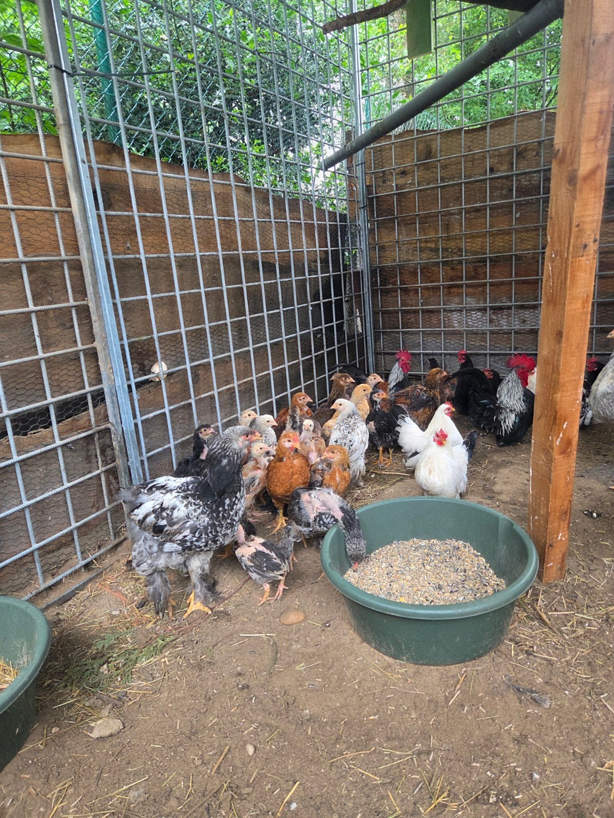 Jonge brahma's