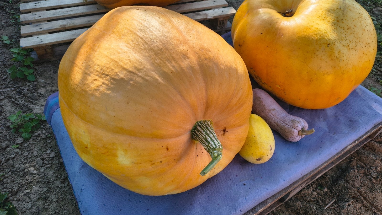 Grote pompoenen, Ophalen